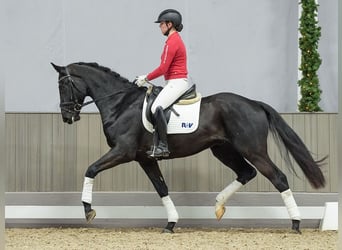 Renano, Caballo castrado, 3 años, Negro