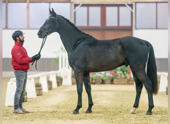 Renano, Caballo castrado, 3 años, Negro