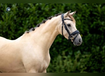 Renano, Caballo castrado, 4 años, 145 cm, Bayo