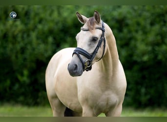 Renano, Caballo castrado, 4 años, 145 cm, Bayo