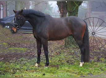 Renano, Caballo castrado, 4 años, 164 cm, Castaño