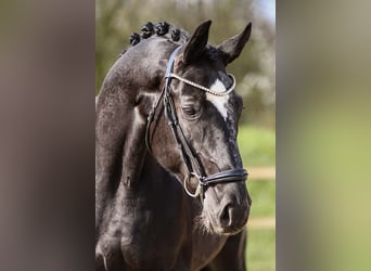 Renano, Caballo castrado, 4 años, 164 cm, Negro