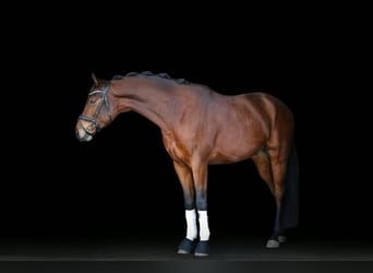 Renano, Caballo castrado, 4 años, 166 cm, Castaño