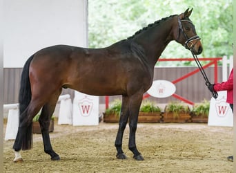 Renano, Caballo castrado, 4 años, 166 cm, Morcillo