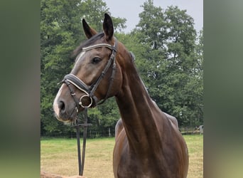 Renano, Caballo castrado, 4 años, 167 cm, Morcillo