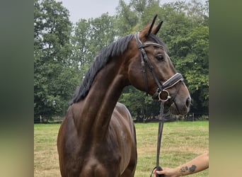 Renano, Caballo castrado, 4 años, 167 cm, Morcillo