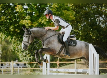 Renano, Caballo castrado, 4 años, 167 cm, Tordo