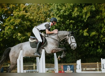 Renano, Caballo castrado, 4 años, 167 cm, Tordo