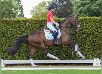 Renano, Caballo castrado, 4 años, 168 cm, Castaño oscuro