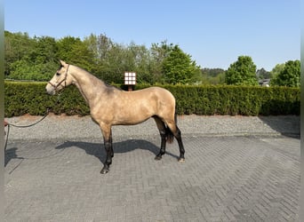 Renano, Caballo castrado, 4 años, 170 cm, Buckskin/Bayo