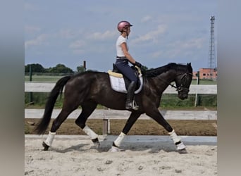 Renano, Caballo castrado, 4 años, 170 cm, Castaño oscuro
