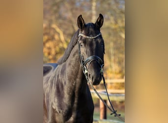 Renano, Caballo castrado, 4 años, 172 cm, Negro