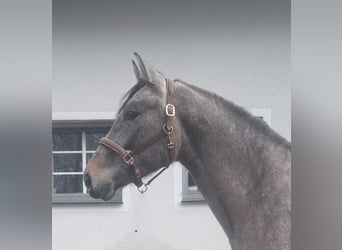 Renano, Caballo castrado, 4 años, 175 cm, Tordo