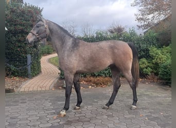 Renano, Caballo castrado, 4 años, 175 cm, Tordo