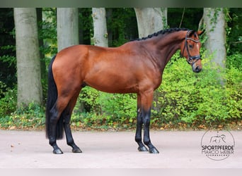 Renano, Caballo castrado, 4 años, 177 cm, Castaño