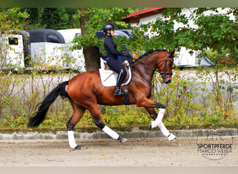 Renano, Caballo castrado, 4 años, 177 cm, Castaño