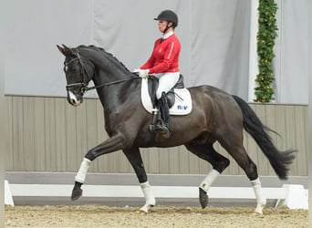 Renano, Caballo castrado, 4 años, Negro