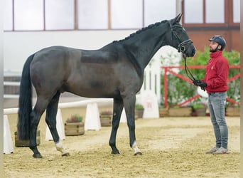 Renano, Caballo castrado, 4 años, Negro