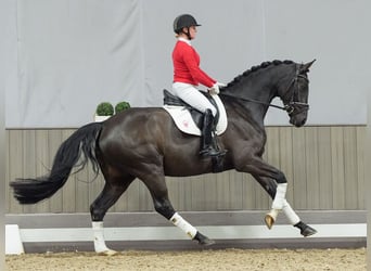 Renano, Caballo castrado, 4 años, Negro