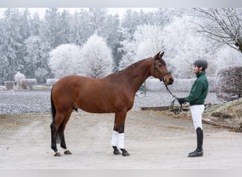 Renano, Caballo castrado, 5 años, 160 cm, Castaño