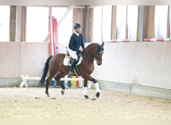 Renano, Caballo castrado, 5 años, 160 cm, Castaño