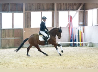 Renano, Caballo castrado, 5 años, 160 cm, Castaño