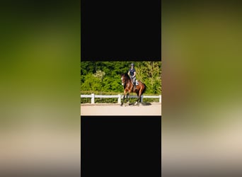 Renano, Caballo castrado, 5 años, 164 cm, Castaño oscuro