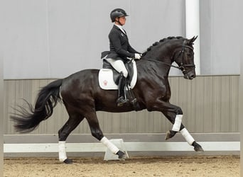 Renano, Caballo castrado, 5 años, 164 cm, Negro