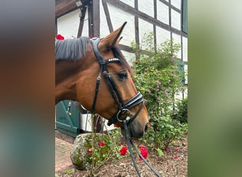 Renano, Caballo castrado, 5 años, 165 cm, Castaño