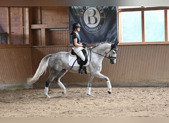 Renano, Caballo castrado, 5 años, 165 cm, Tordo