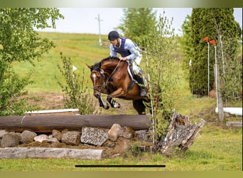 Renano, Caballo castrado, 5 años, 166 cm, Castaño