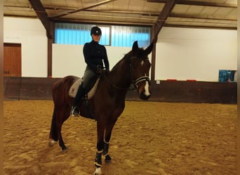 Renano, Caballo castrado, 5 años, 166 cm, Castaño