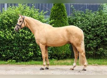 Renano, Caballo castrado, 5 años, 169 cm, Palomino