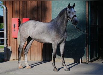 Renano, Caballo castrado, 5 años, 170 cm, Tordo