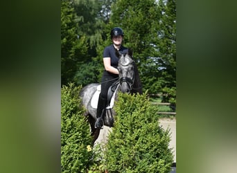 Renano, Caballo castrado, 5 años, 172 cm, Tordillo negro