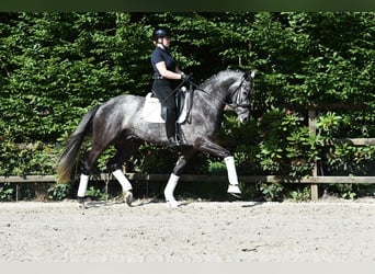 Renano, Caballo castrado, 5 años, 172 cm, Tordillo negro