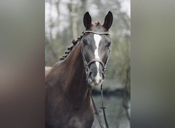 Renano, Caballo castrado, 5 años, 175 cm, Alazán-tostado