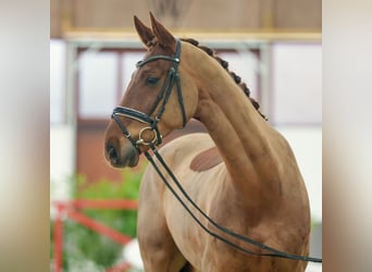 Renano, Caballo castrado, 5 años, Alazán-tostado