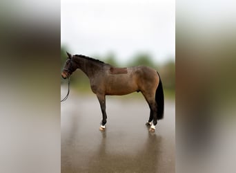Renano, Caballo castrado, 6 años, 164 cm