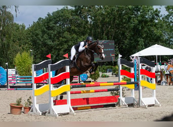 Renano, Caballo castrado, 6 años, 164 cm, Castaño