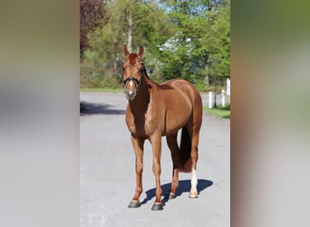 Renano, Caballo castrado, 6 años, 166 cm, Alazán