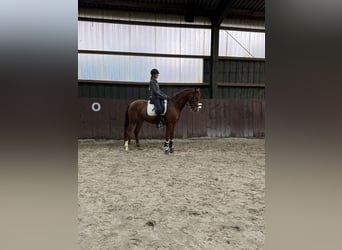 Renano, Caballo castrado, 6 años, 168 cm, Alazán