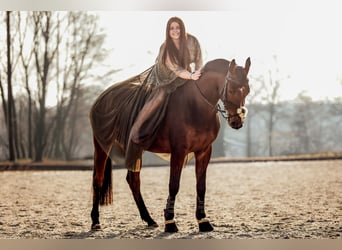 Renano, Caballo castrado, 6 años, 168 cm, Alazán