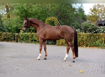 Renano, Caballo castrado, 6 años, 168 cm, Alazán-tostado
