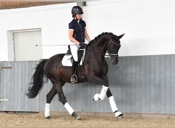 Renano, Caballo castrado, 6 años, 168 cm, Negro