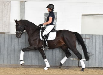 Renano, Caballo castrado, 6 años, 168 cm, Negro