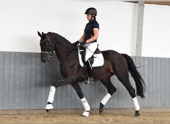 Renano, Caballo castrado, 6 años, 168 cm, Negro