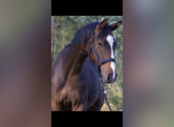 Renano, Caballo castrado, 6 años, 169 cm, Castaño oscuro