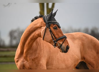 Renano, Caballo castrado, 6 años, 172 cm, Castaño