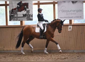 Renano, Caballo castrado, 6 años, 172 cm, Castaño